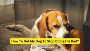 How To Get My Dog To Stop Biting His Bed