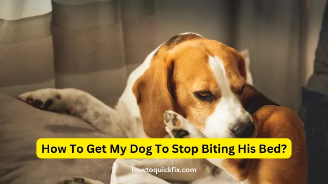 How To Get My Dog To Stop Biting His Bed