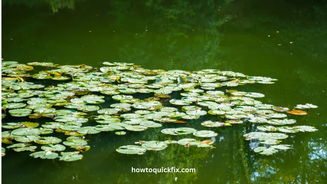 How To Remove Lily Pads From A Pond (2) How To Remove Lily Pads From A Pond