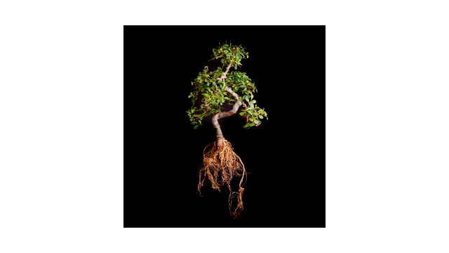 How To Stop Tree Roots From Growing Back (2) How To Stop Tree Roots From Growing Back
