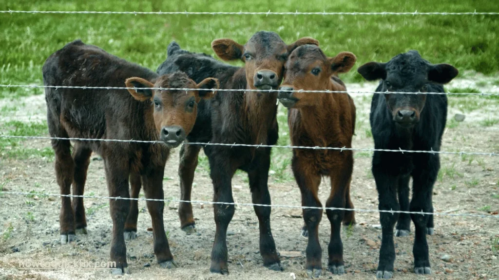 How To Calculate Calve Weight? (Answered) 2 How to calculate calve weight